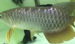 鱼视频观赏大全,探秘水族世界的精彩瞬间